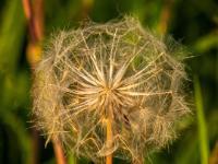 Samenballen von großer Pusteblume